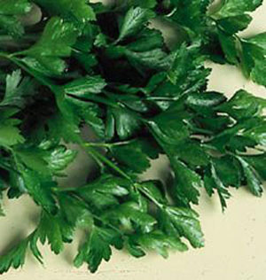 Plain Parsley Petroselinum seed crispum neapolitanum
